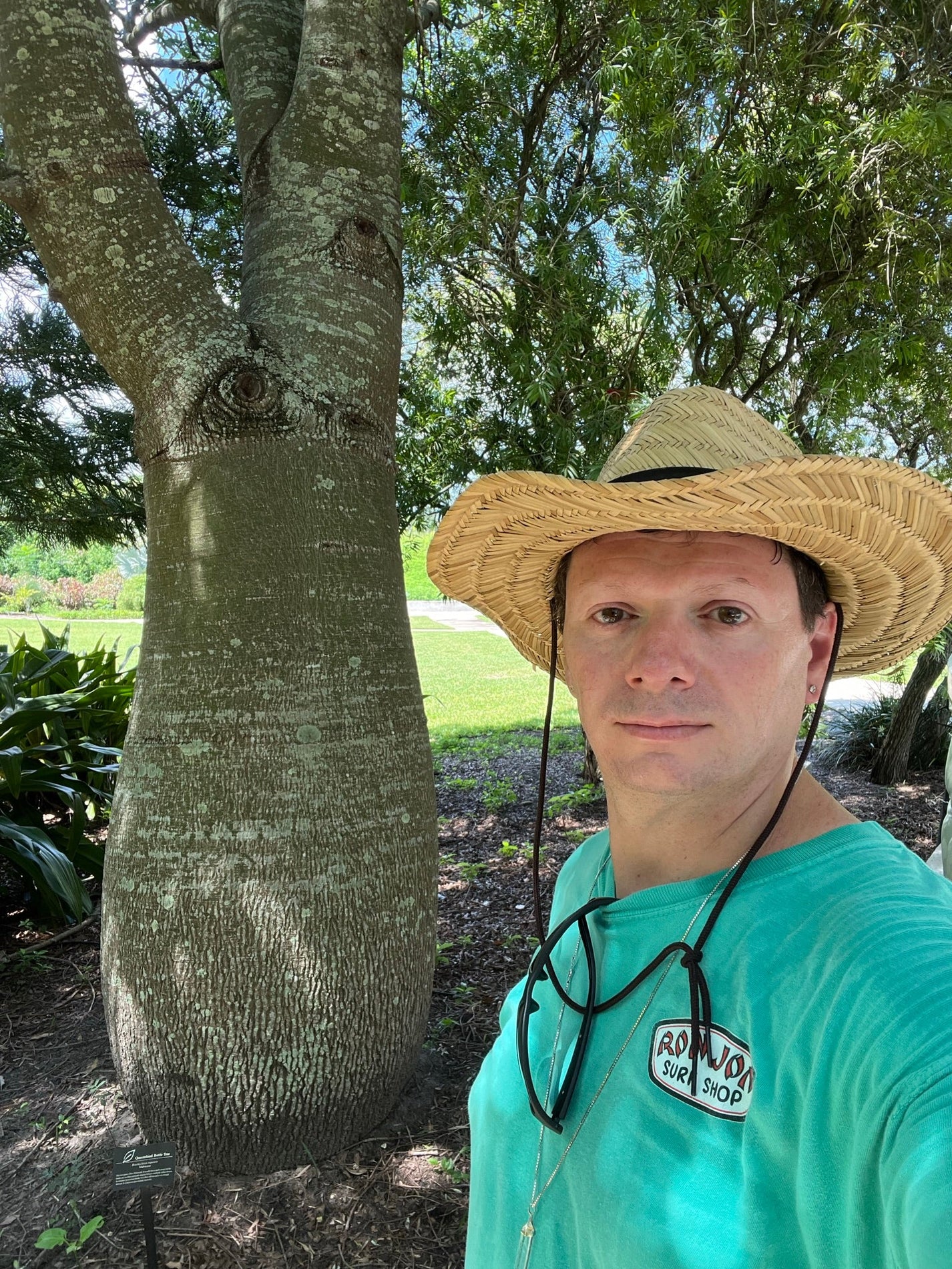 Queensland Bottle Tree Brachychiton rupetris 10 Seeds USA Company R&B