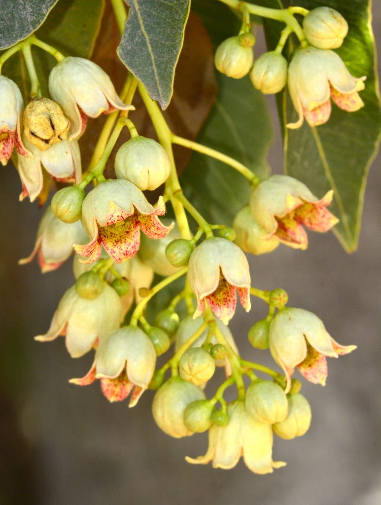 Queensland Bottle Tree Brachychiton rupetris 10 Seeds  USA Company