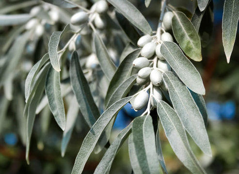 Russian Olive Silverberry Elaeagnus angustifolia 50 Seeds  USA Company