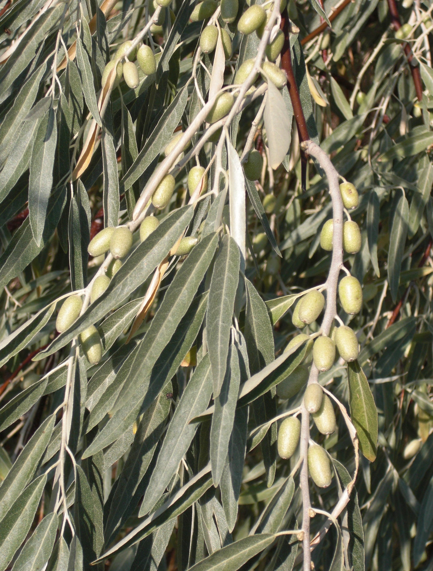 Russian Olive Silverberry Elaeagnus angustifolia 50 Seeds