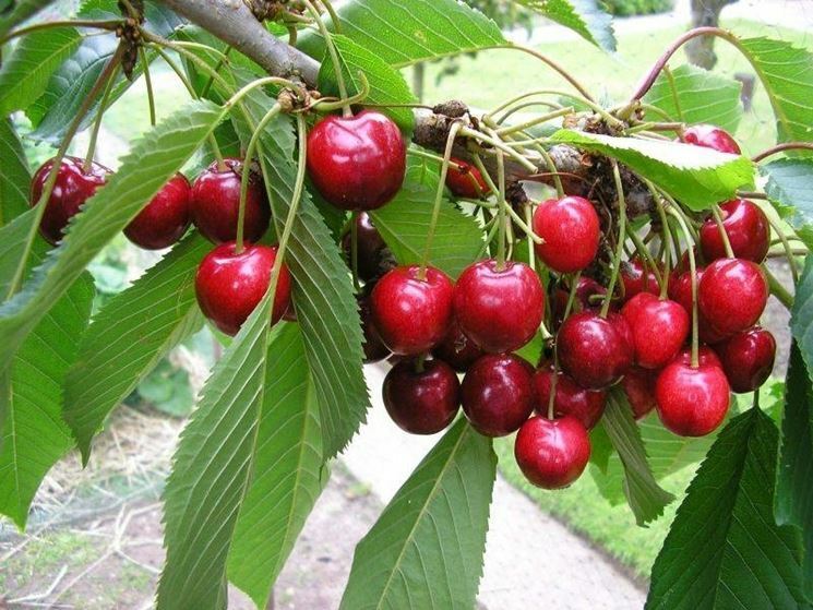 Sweet Cherry Prunus avium 10 Seeds  USA Company