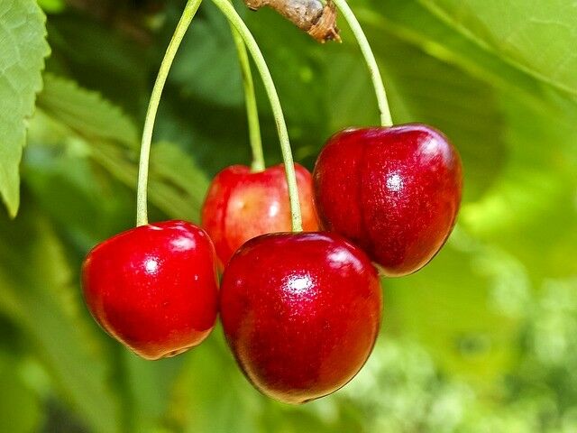 Sweet Cherry Prunus avium 10 Seeds  USA Company