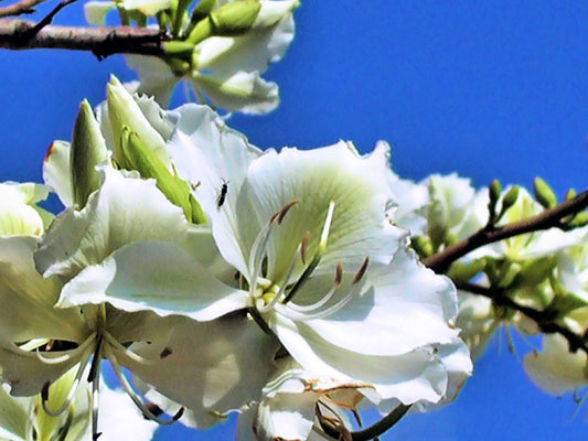 White Orchid Tree Bauhinia variegata 20 Seeds  USA Company