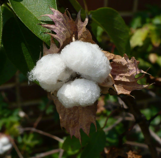 Wild Cotton Upland Cotton Gossypium hirsutum 20 Seeds