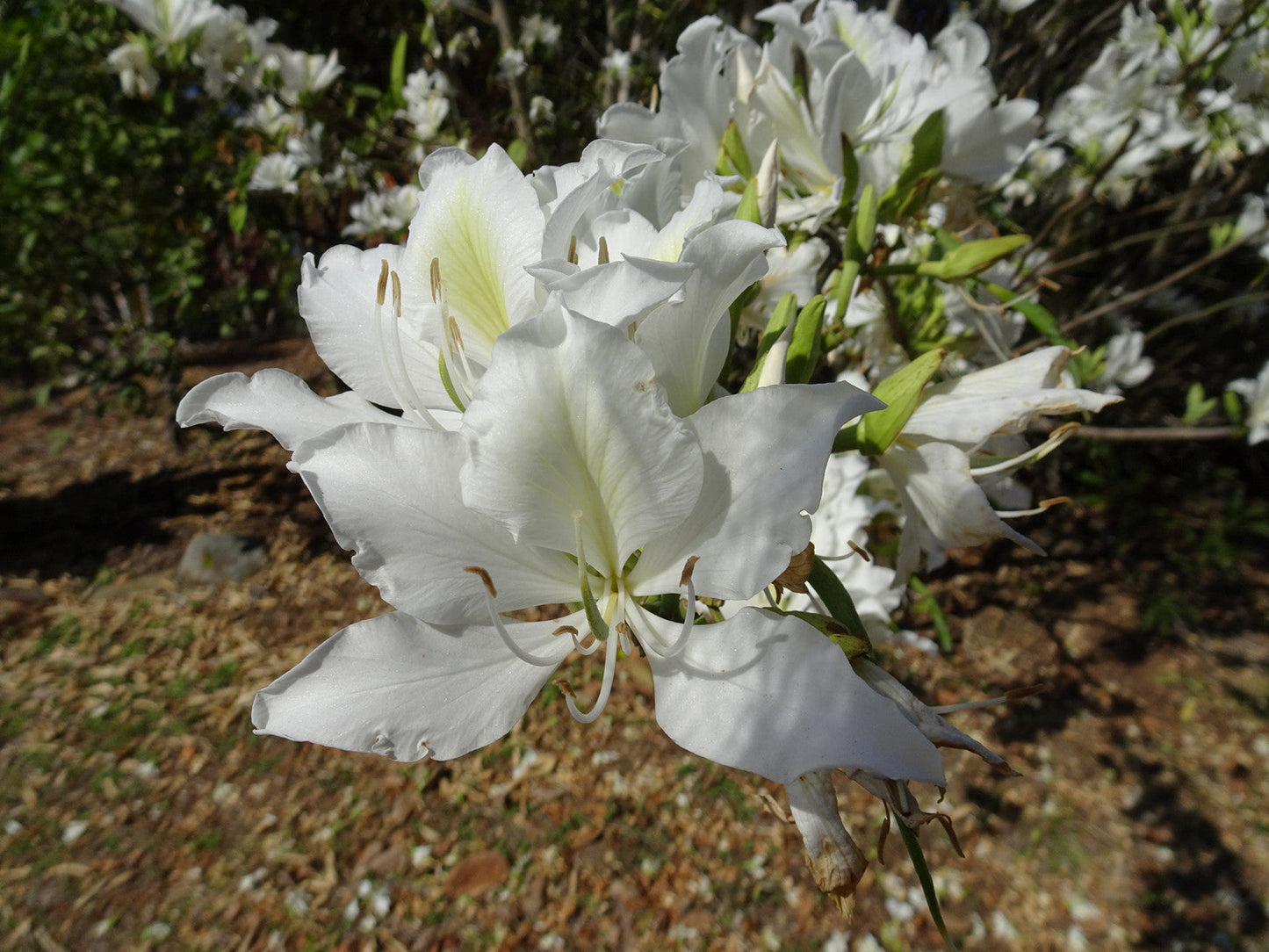 White Orchid Tree Bauhinia variegata 20 Seeds  USA Company