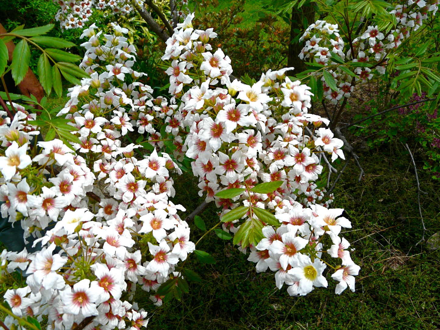 Yellowhorn Xanthoceras sorbifolium 10 Seeds  USA Company