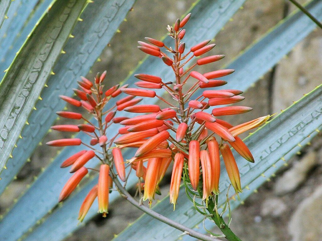 Aloe Vera Aloe barbadensis 100 Seeds  USA Company