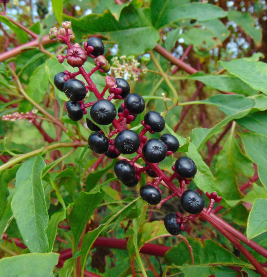 American Pokeweed Phytolacca americana 100 Seeds  USA Company