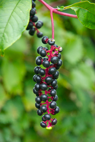 American Pokeweed Phytolacca americana 100 Seeds  USA Company