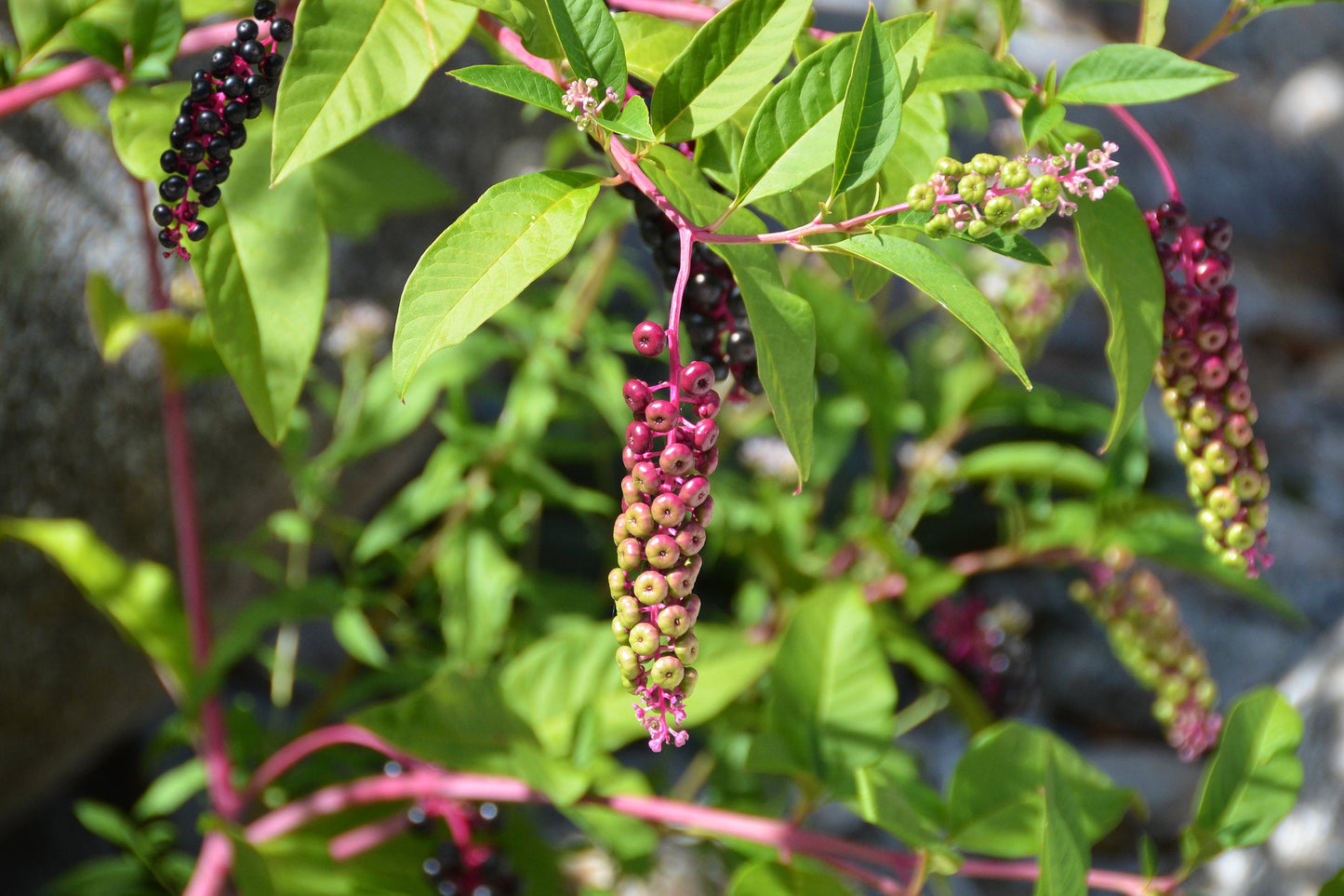 American Pokeweed Phytolacca americana 100 Seeds  USA Company