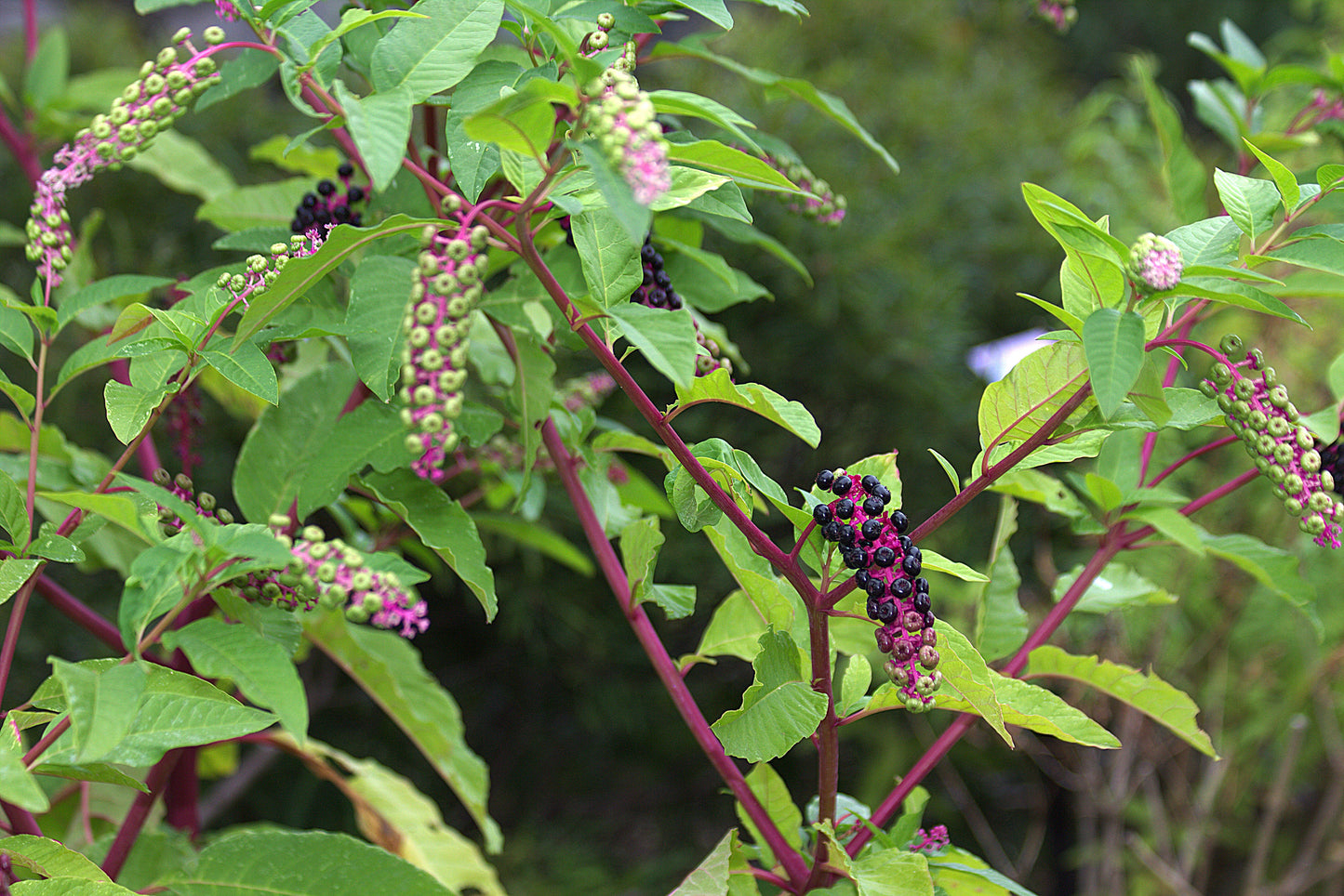 American Pokeweed Phytolacca americana 100 Seeds  USA Company