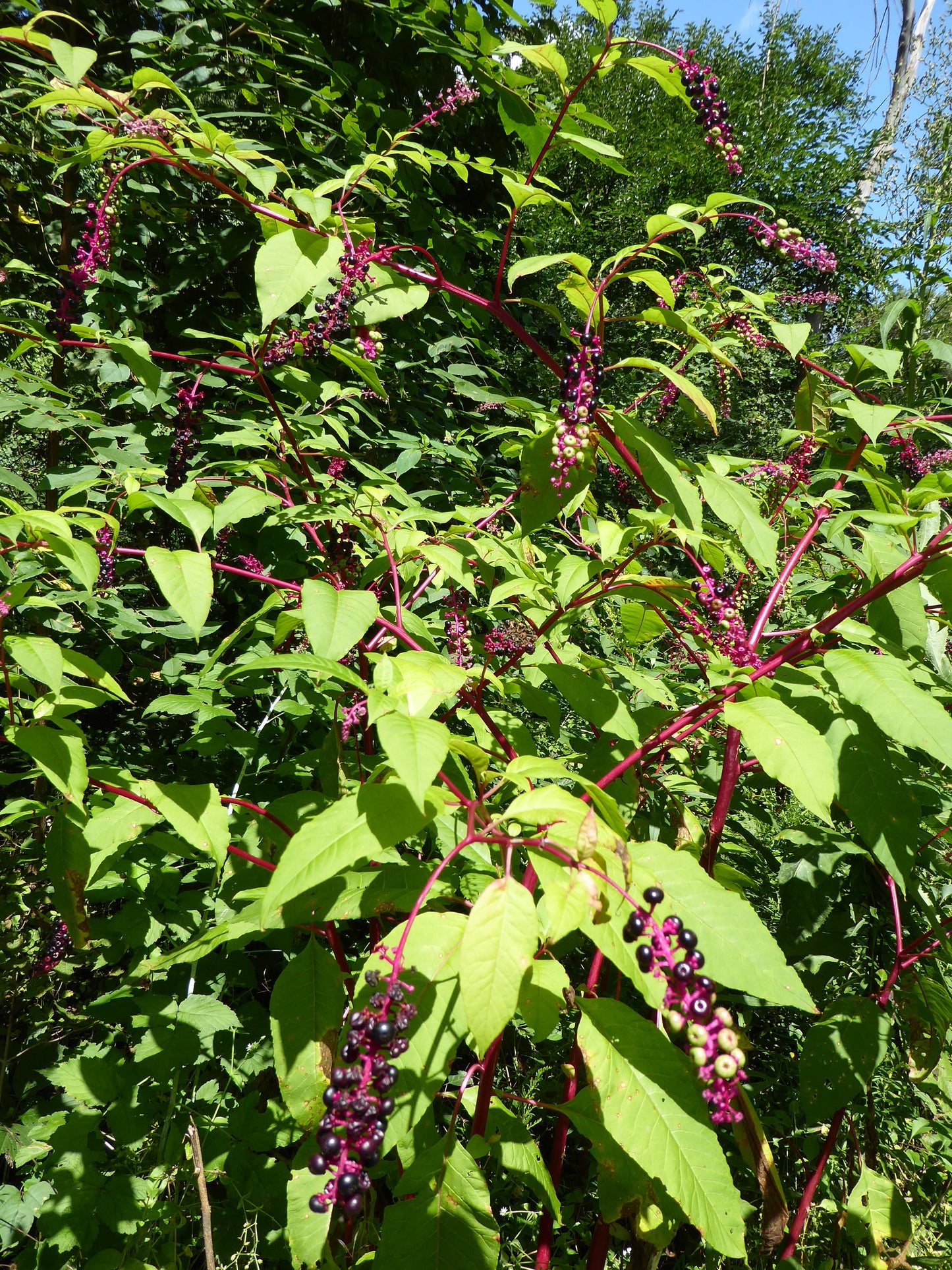 American Pokeweed Phytolacca americana 100 Seeds  USA Company