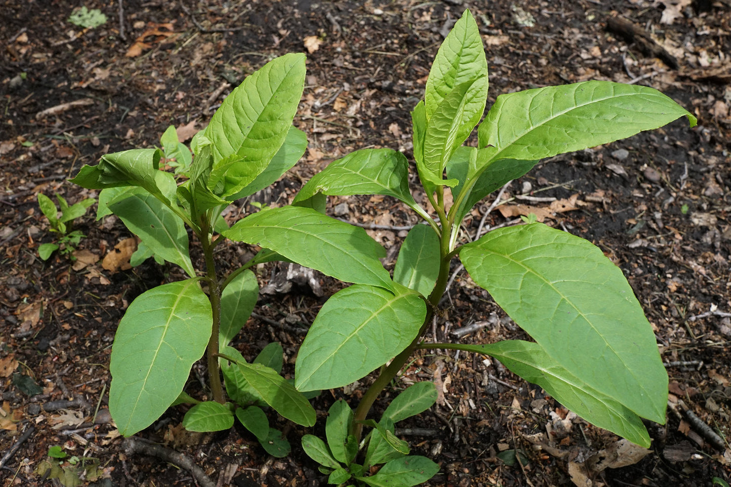 American Pokeweed Phytolacca americana 100 Seeds  USA Company