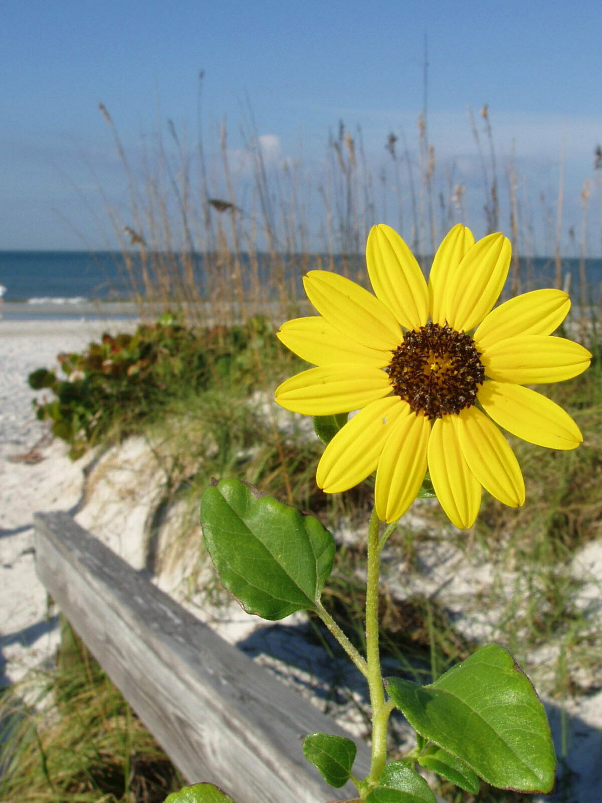 Beach Sunflower Helianthus debilis 10 Seeds  USA Company