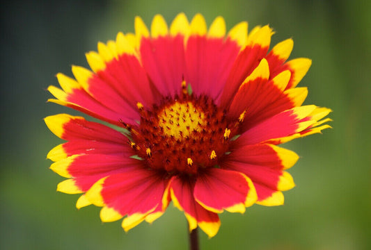 Blanket Flower Gaillardia x grandiflora 100 Seeds  USA Company