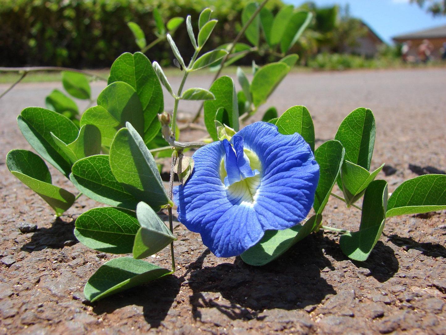 Blue Butterfly Pea Clitoria ternatea 20 Seeds  USA Company