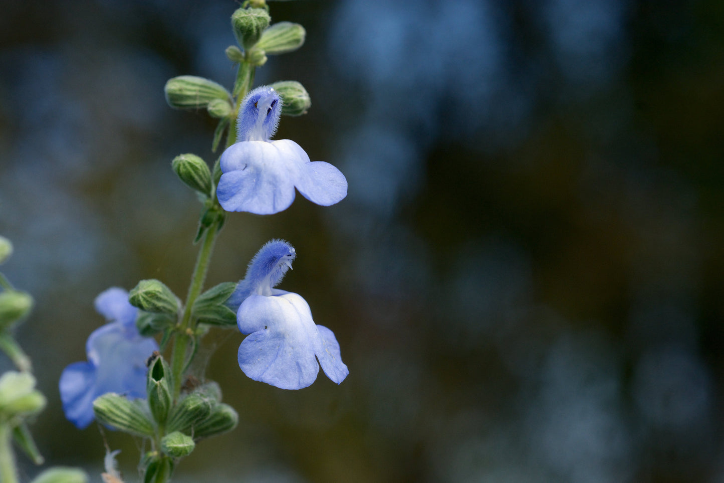 Blue Sage  40 Seeds  Salvia azurea