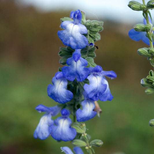 Blue Sage Salvia azurea 200 Seeds  USA Company