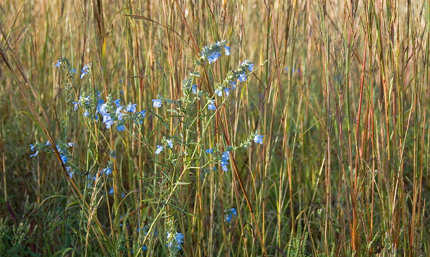 Blue Sage  40 Seeds  Salvia azurea