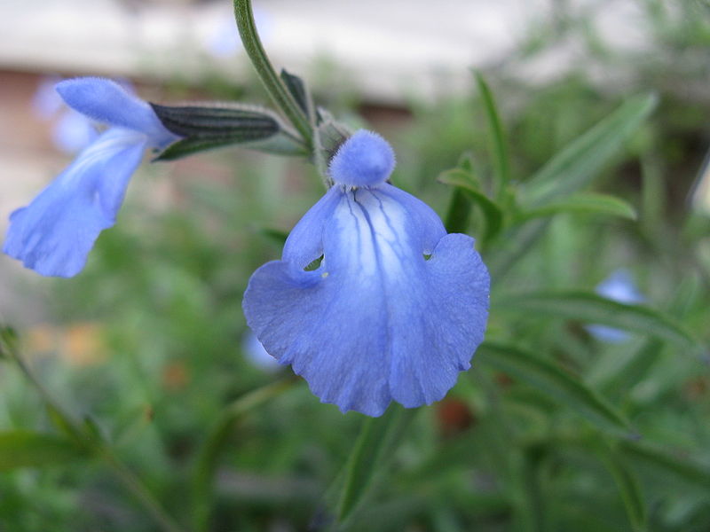 Blue Sage Salvia azurea 200 Seeds  USA Company