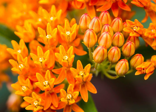 Butterfly Weed Milkweed Asclepias tuberosa 100 Seeds  USA Company