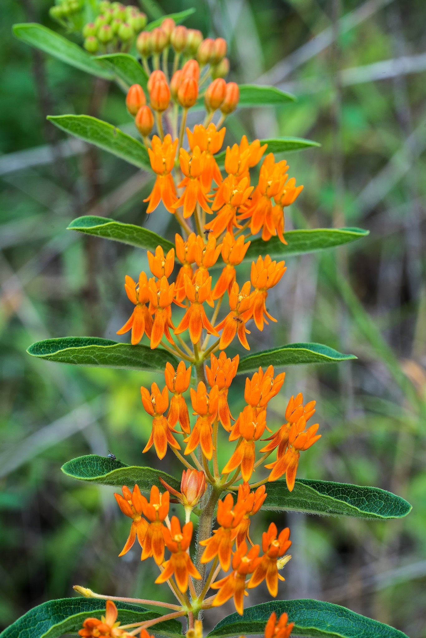 Butterfly Weed Milkweed Asclepias tuberosa 100 Seeds  USA Company