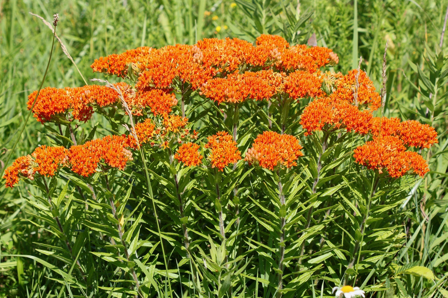 Butterfly Weed Milkweed Asclepias tuberosa 100 Seeds  USA Company