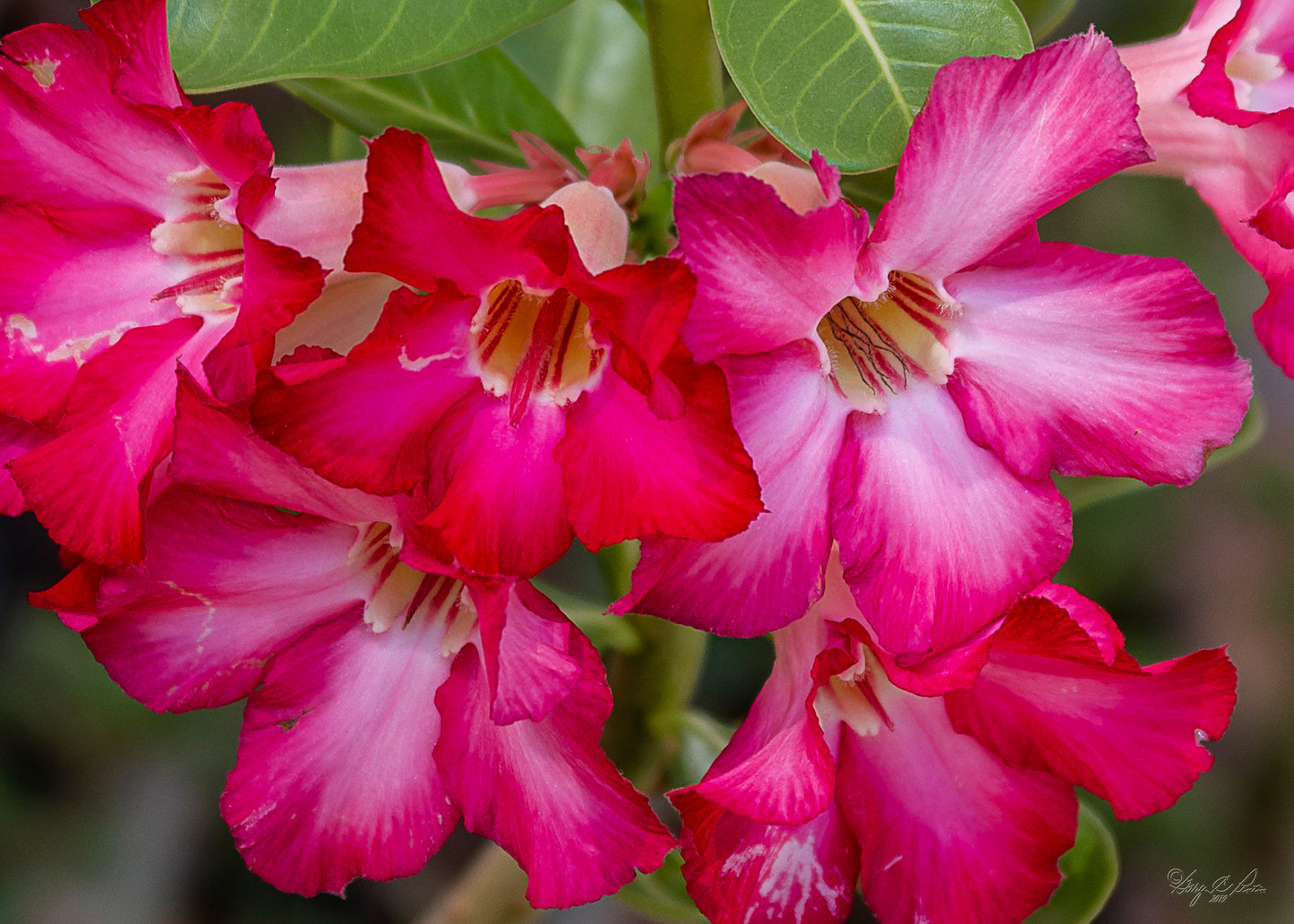 white desert rose seeds Desert Rose 10 Seeds Adenium obesum – R&B Floridaseeds
