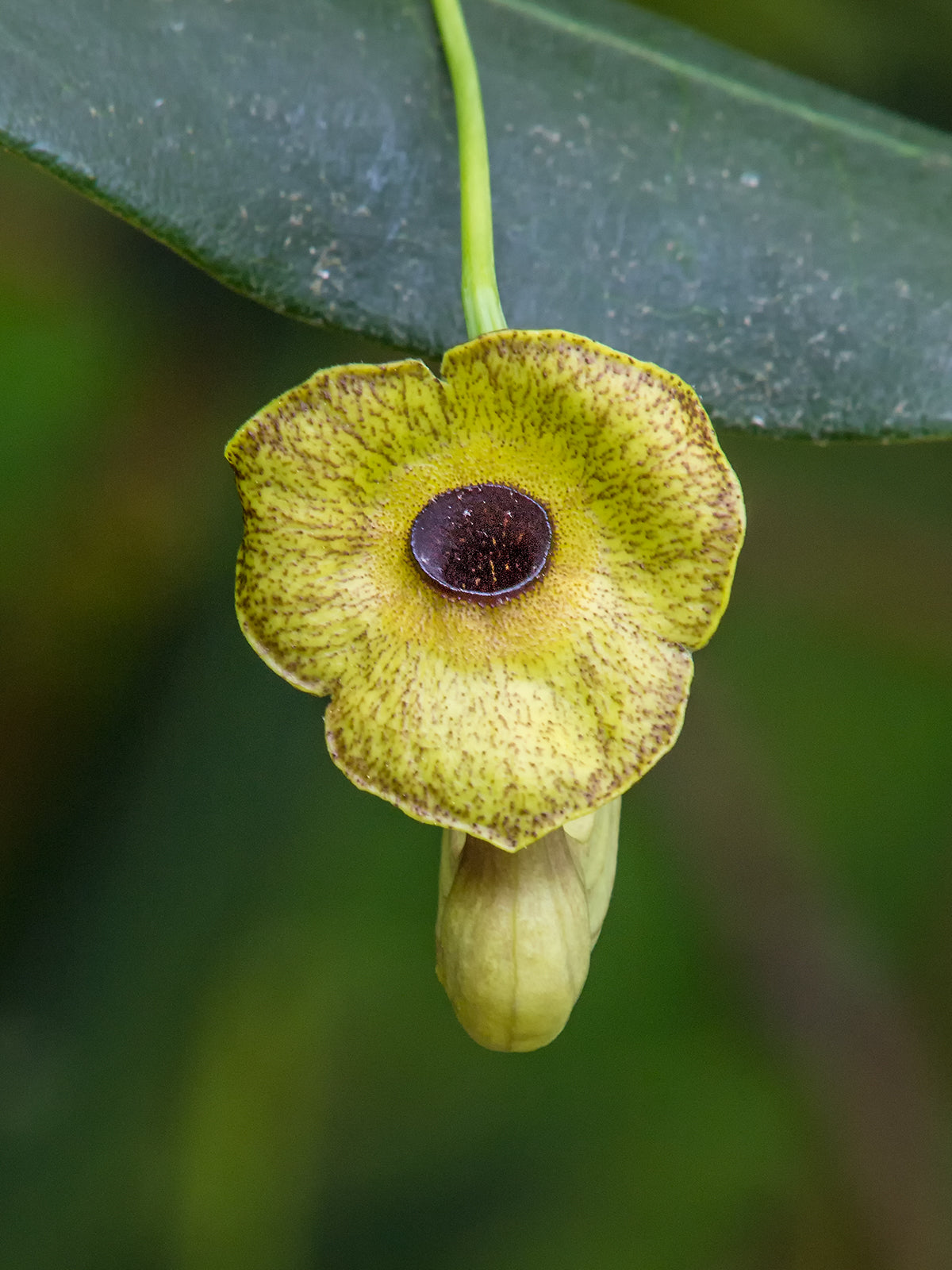 indian pipe plant seeds for sale Dutchman's Pipe 20 Seeds Aristolochia macrophylla – R&B Floridaseeds