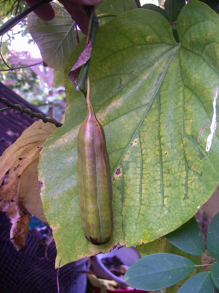 indian pipe plant seeds for sale Dutchman's Pipe 20 Seeds Aristolochia macrophylla – R&B Floridaseeds