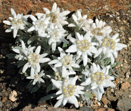 Edelweiss 100 Seeds Leontopodium nivale