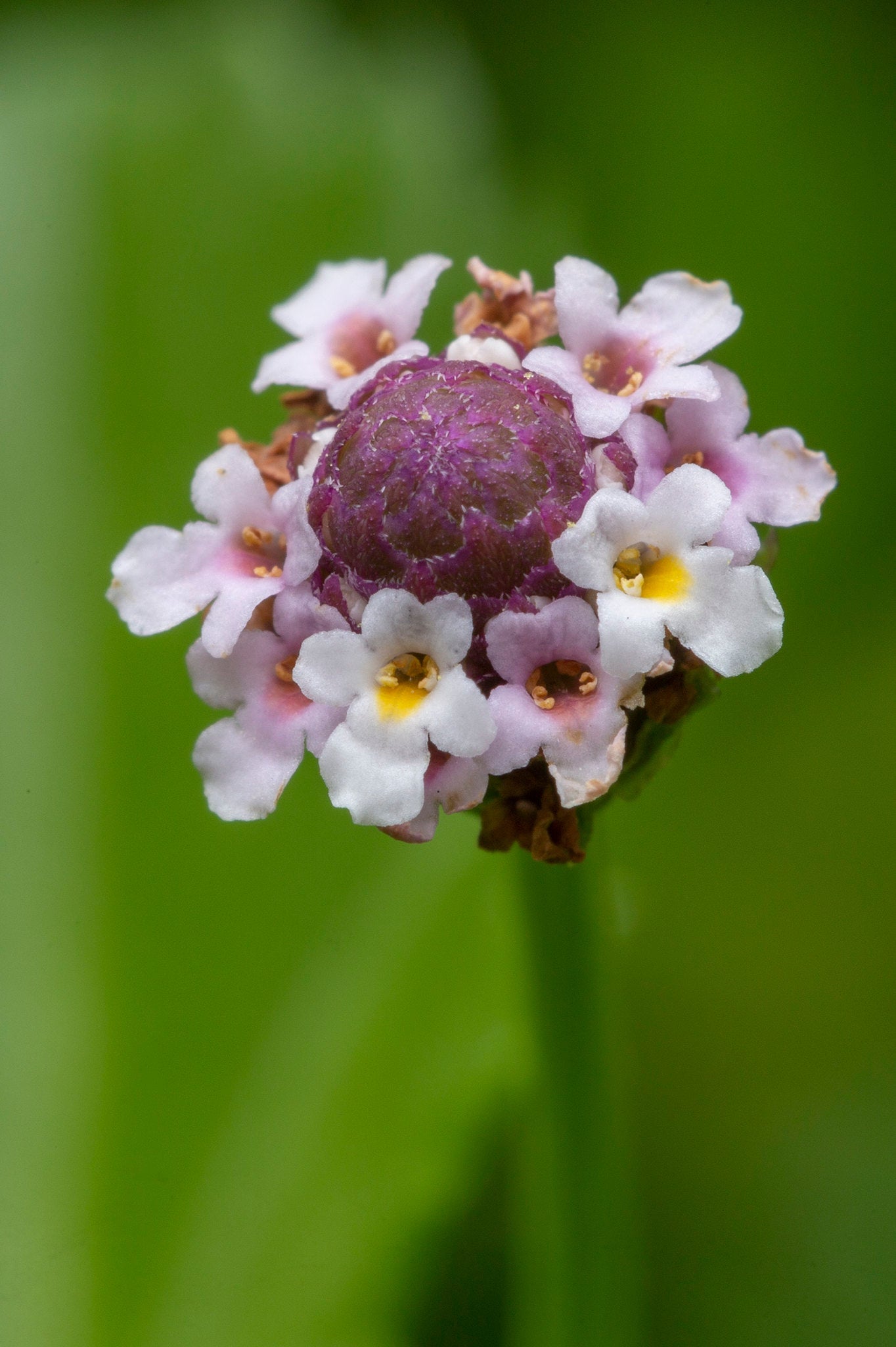 Frogfruit  Groundcover  50 Seeds  Phyla nodiflora  USA Company