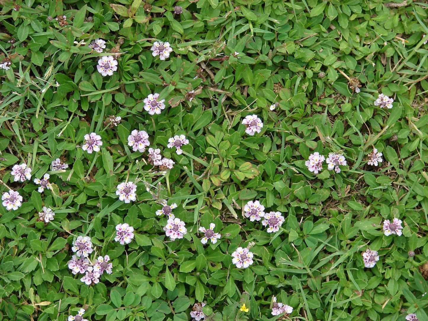 Frogfruit  Groundcover  50 Seeds  Phyla nodiflora  USA Company