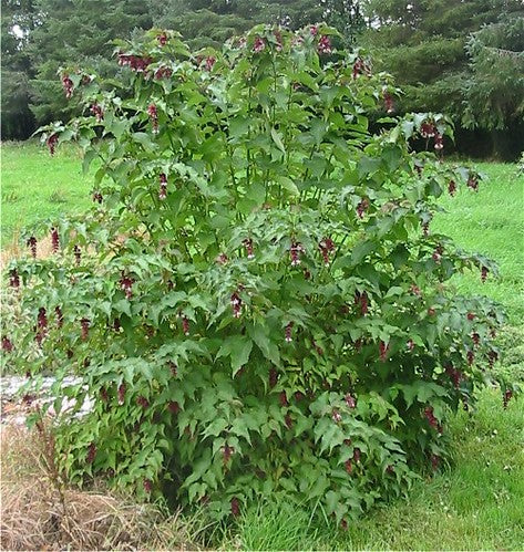 Himalayan Honeysuckle Seeds - Leycesteria Formosa, Perennial Flower Bush, Hardy