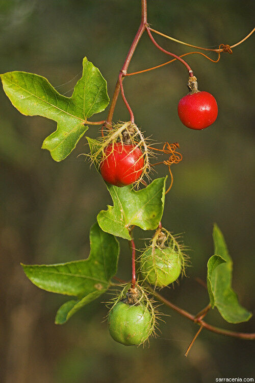 red passion flower seeds Love-in-a-Mist 10 Seeds Passion Flower Passiflora foetida – R&B Floridaseeds