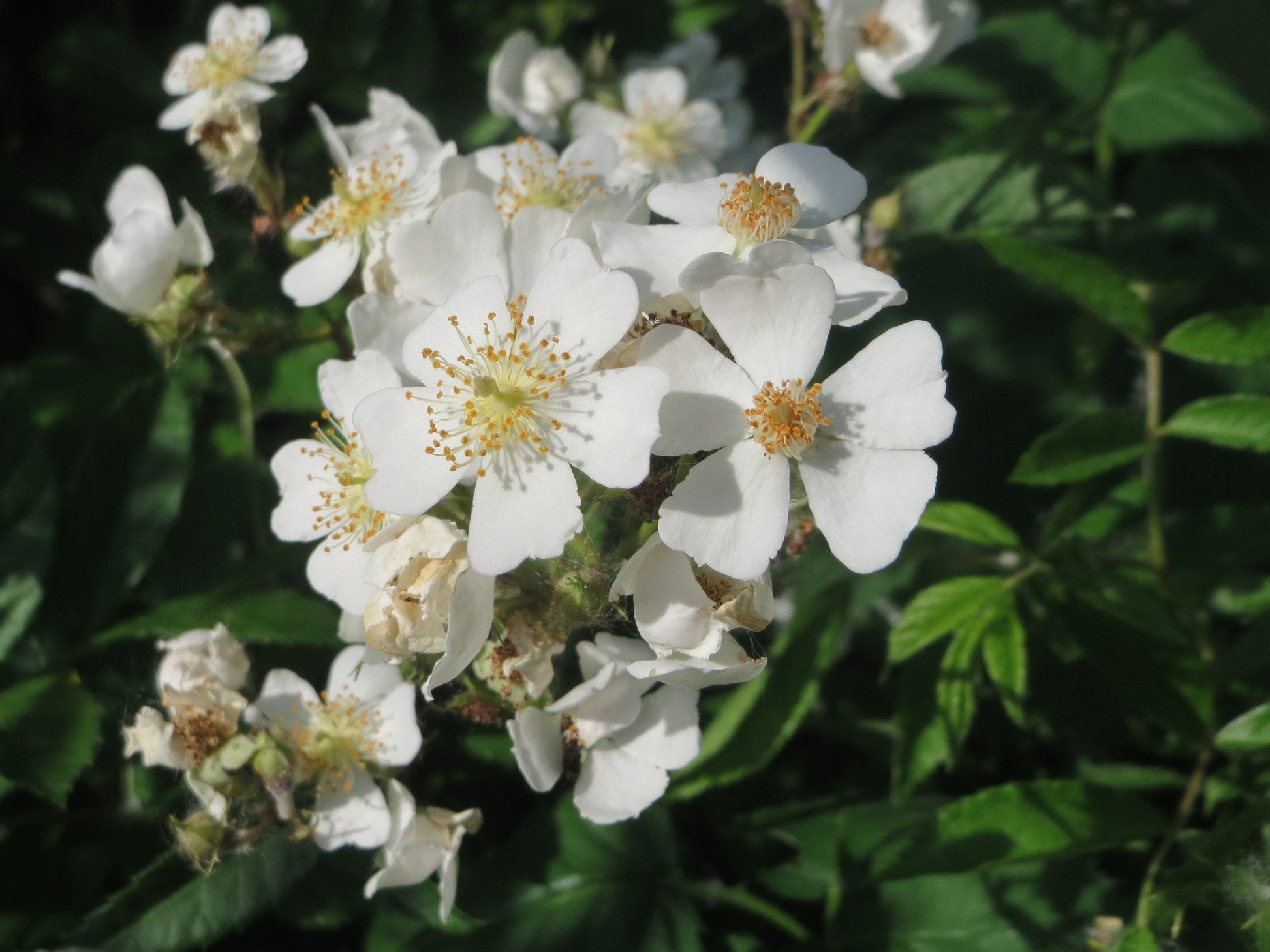 multiflora rose seeds Multiflora Rose Rosa multiflora 20 Seeds – R&B Floridaseeds