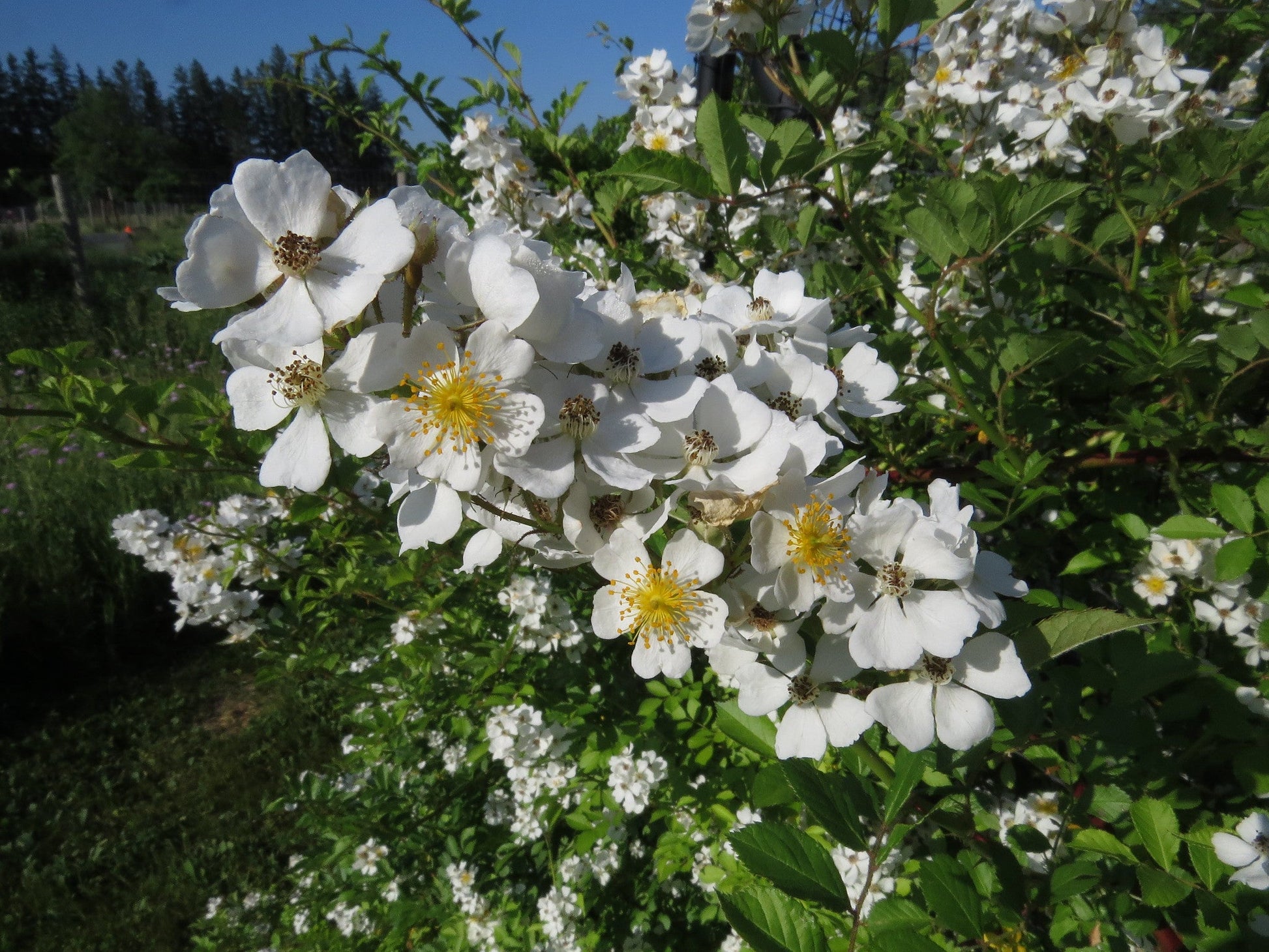 multiflora rose seeds Multiflora Rose Rosa multiflora 20 Seeds – R&B Floridaseeds