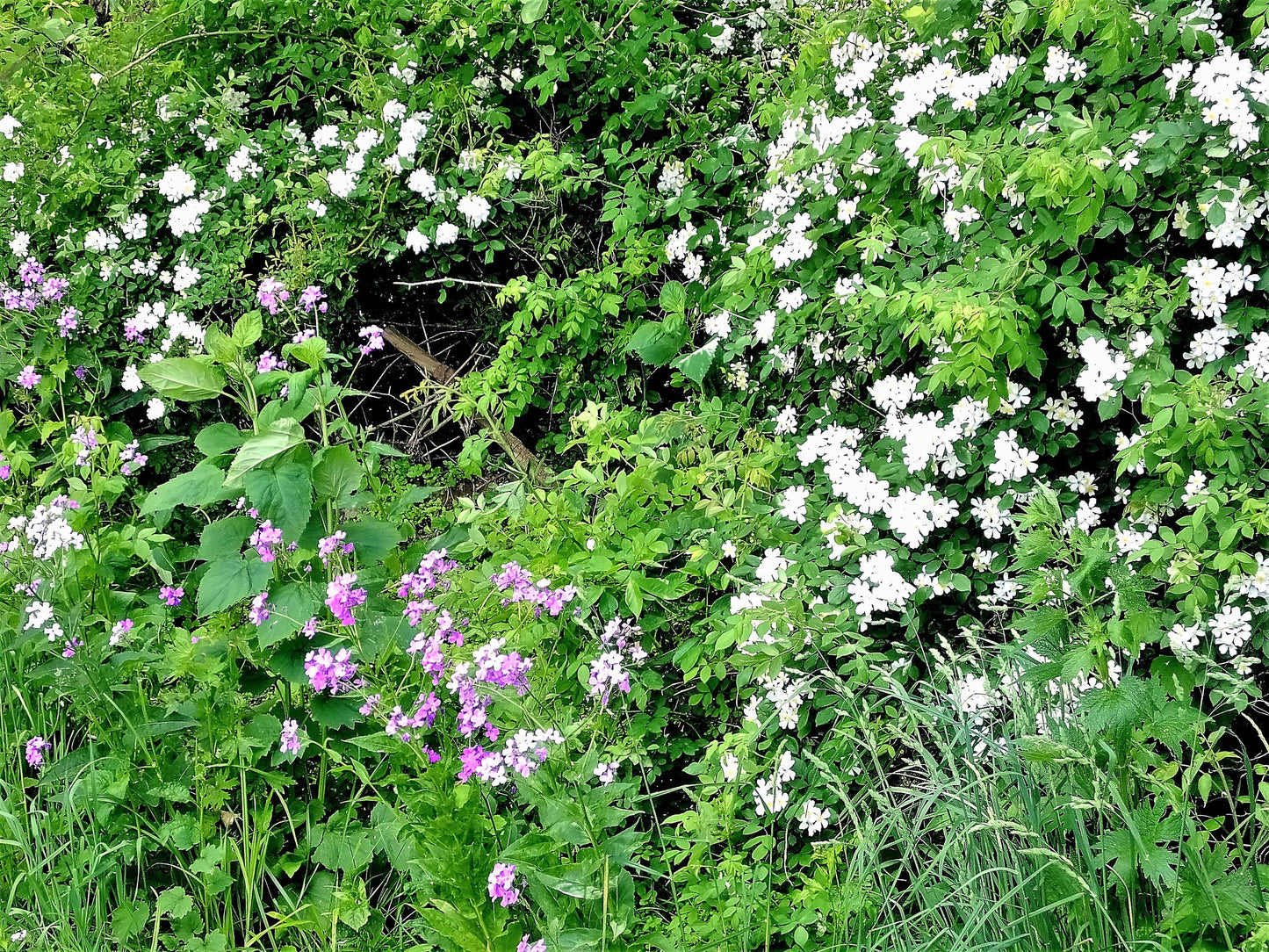 multiflora rose seeds for sale Multiflora Rose Rosa multiflora 20 Seeds – R&B Floridaseeds