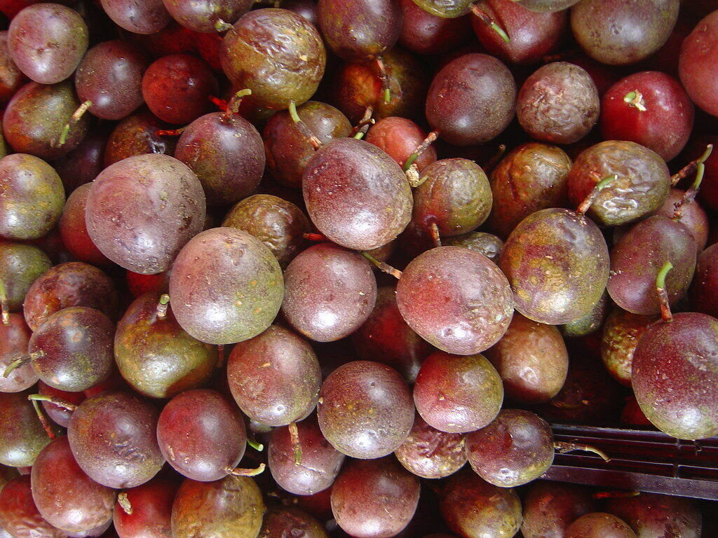 Passion Fruit Purple Granadilla Passiflora edulis 20 Seeds