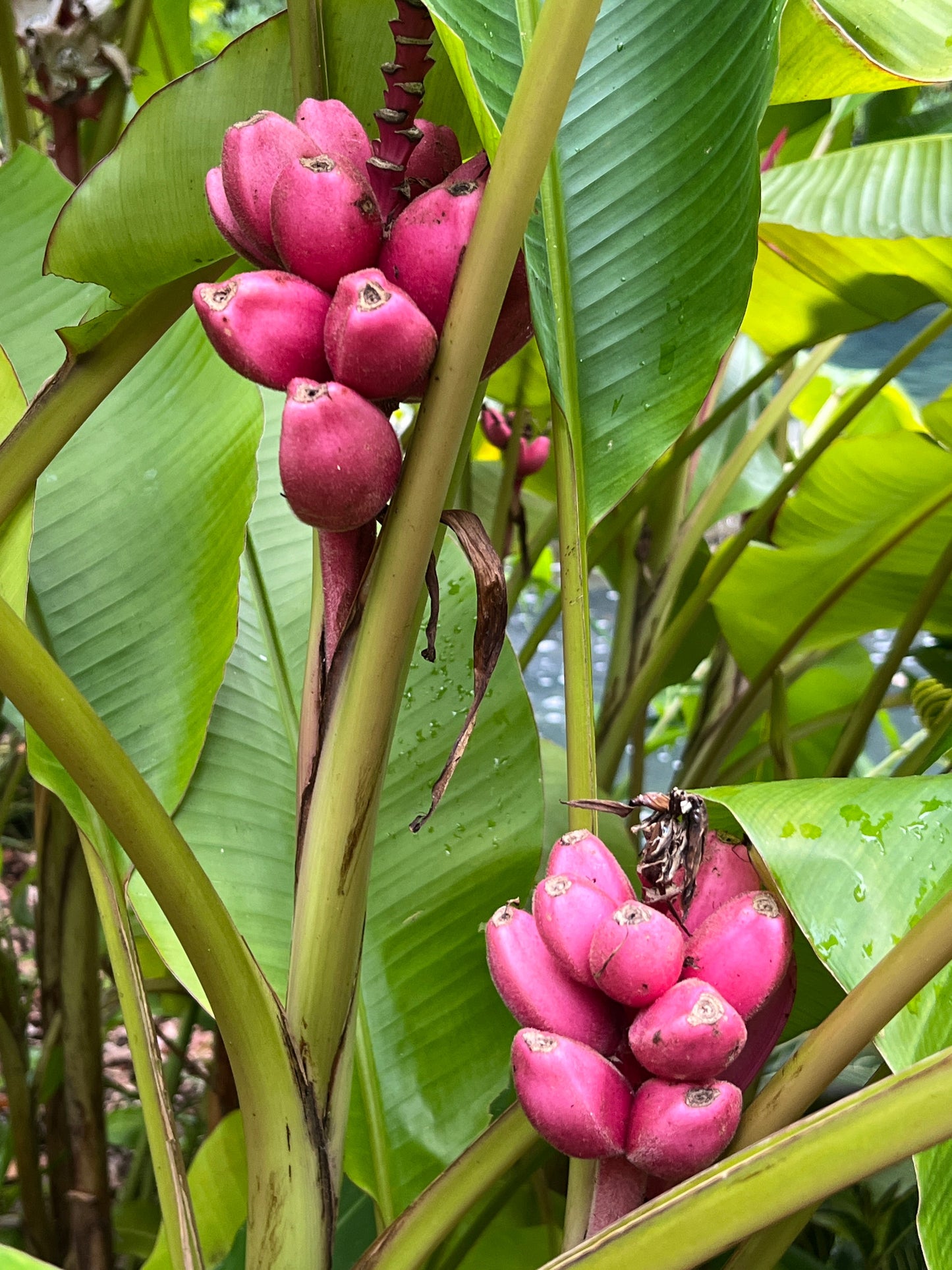 Pink Banana Musa velutina 20 Seeds  USA Company