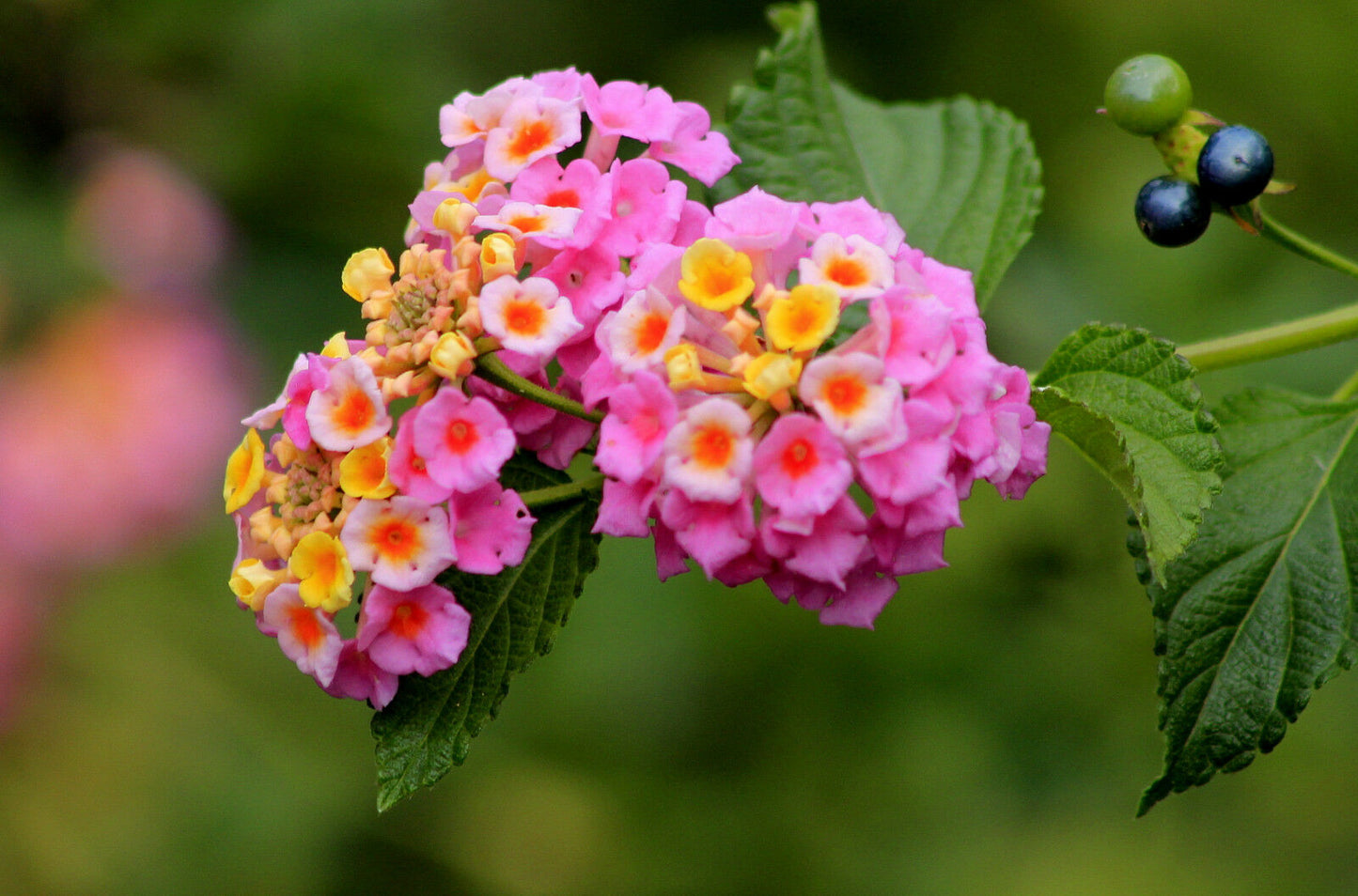 Lantana Camara: Come Coltivarla - Foto 4