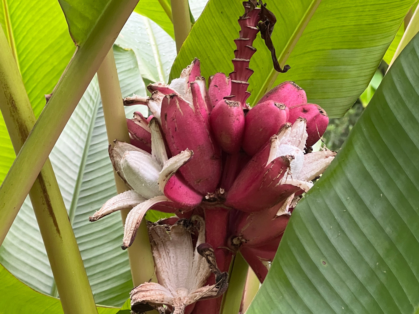 Pink Banana Musa velutina 20 Seeds  USA Company