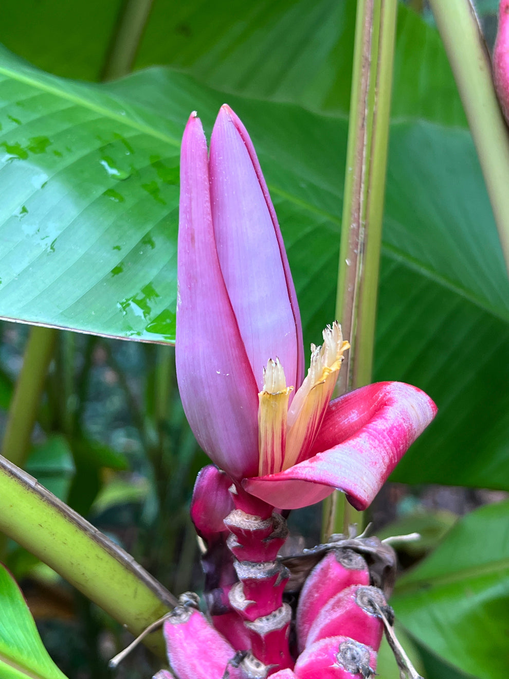 Pink Banana Musa velutina 20 Seeds USA Company – R&B Floridaseeds
