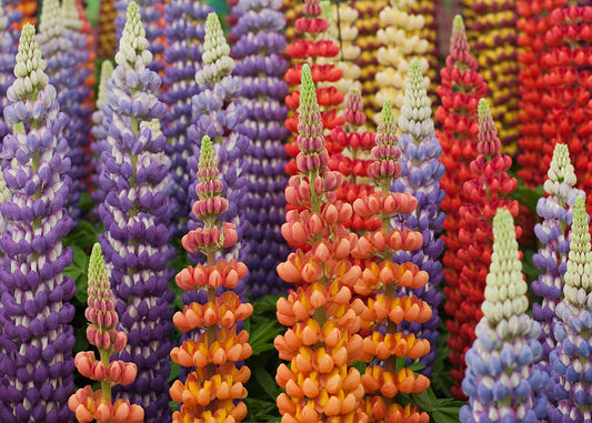 Russell Lupine Mix Lupinus polyphyllus 100 Seeds