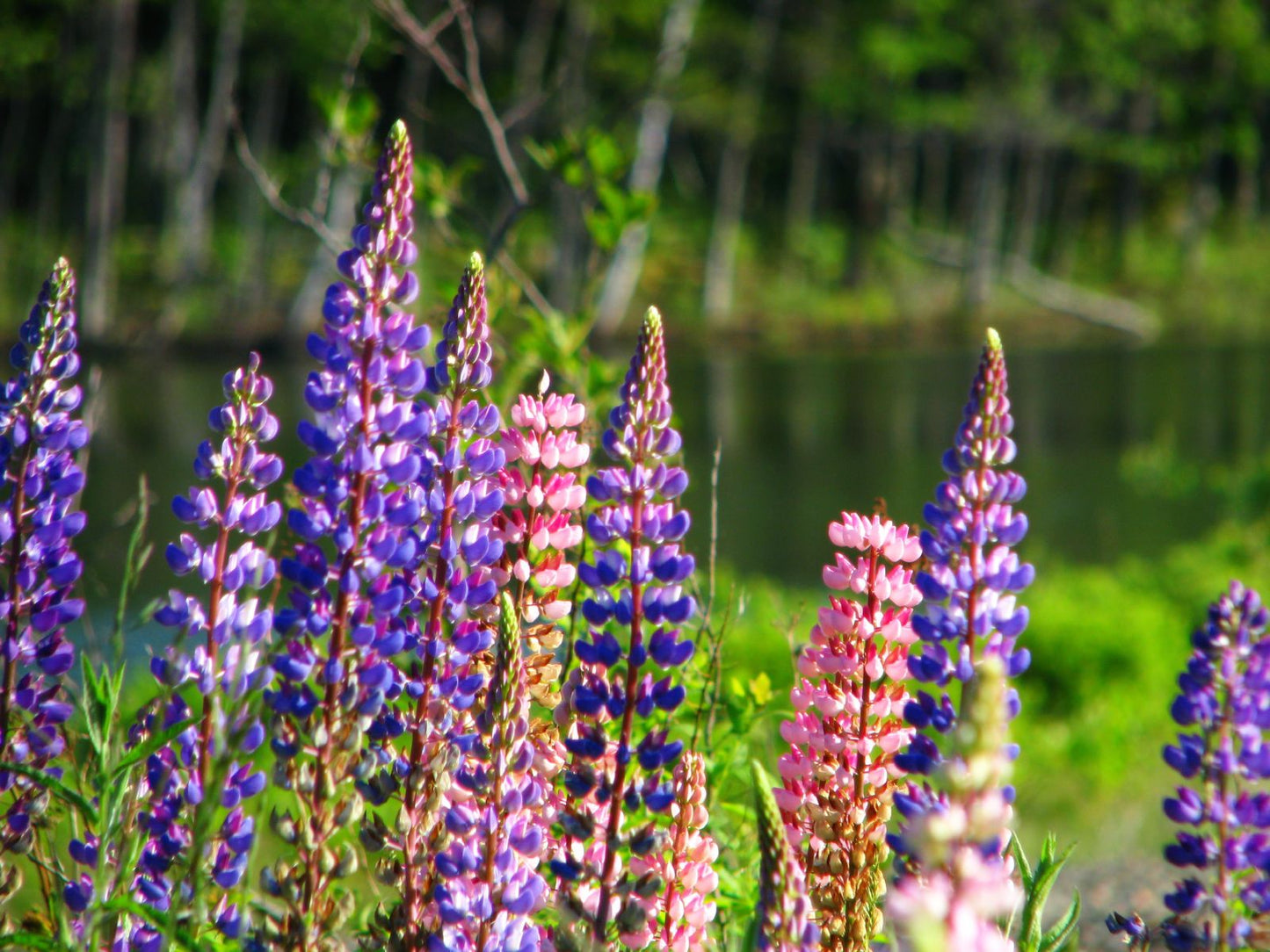 Russell Lupine Mix Lupinus polyphyllus 500 Seeds