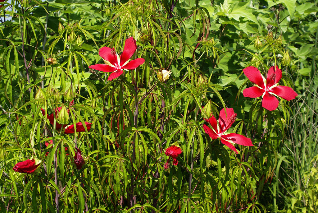 Scarlet Rose Mallow Hibiscus coccineus 20 Seeds