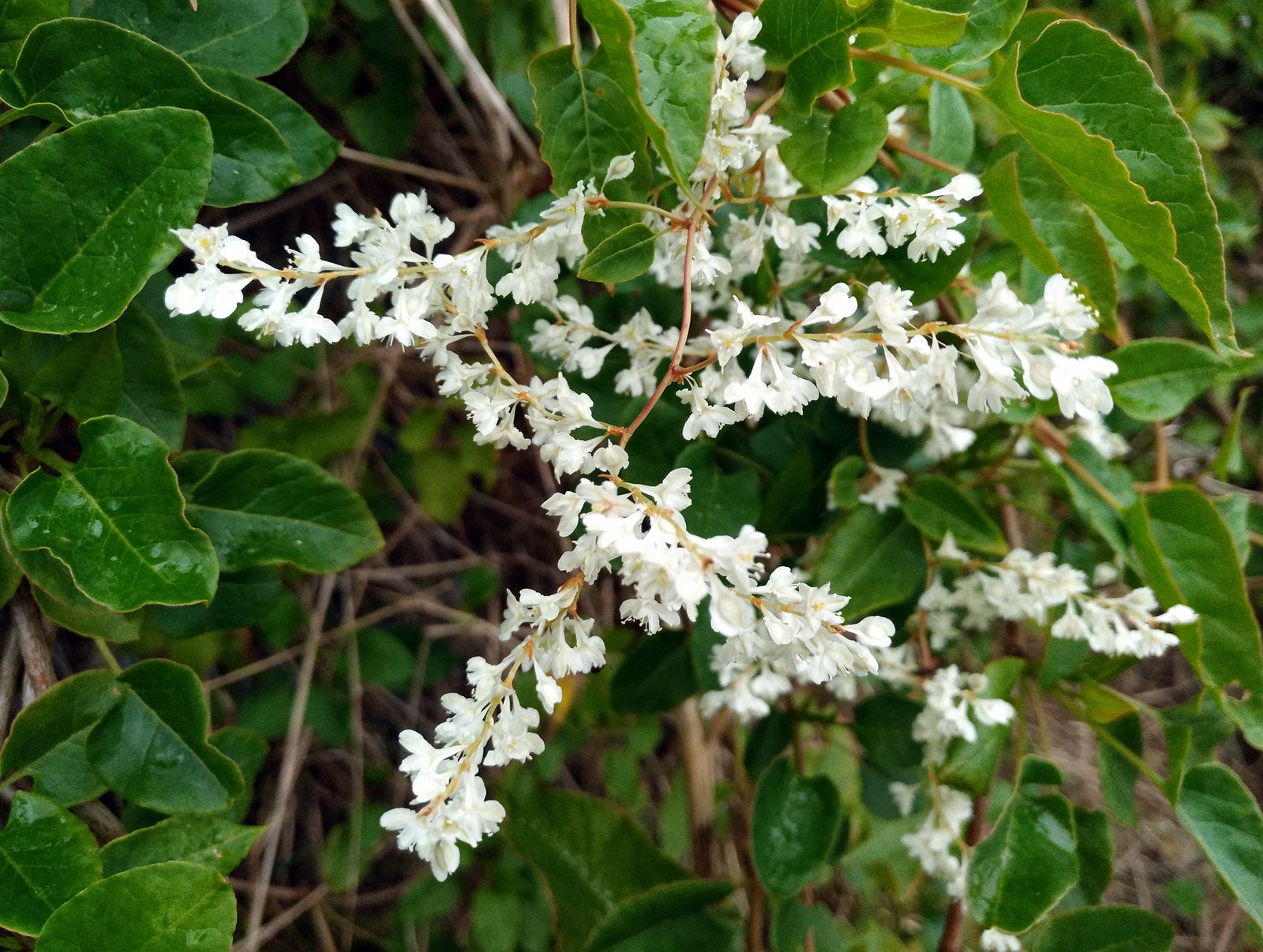 silver vine plant seeds for sale Silver Lace Vine Polygonum aubertii 20 Seeds – R&B Floridaseeds