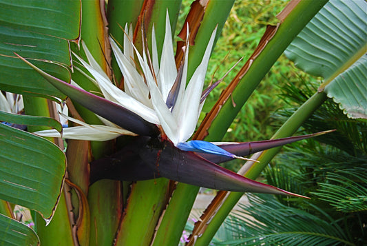 White Bird of Paradise Strelitzia nicolai 50 Seeds  USA Company