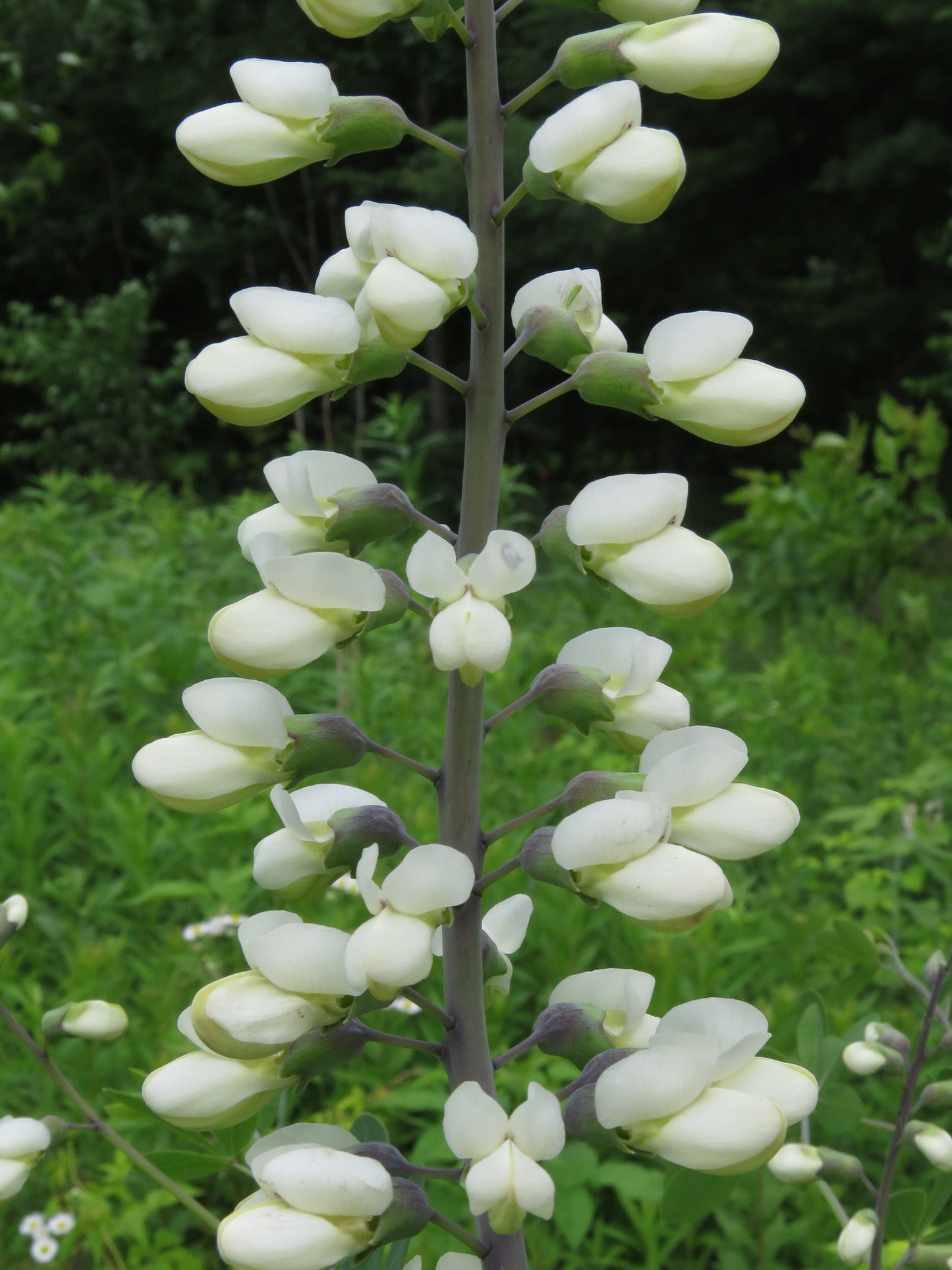 White Wild Indigo Baptisia alba 200 Seeds