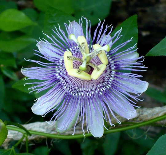 Wild Passion Flower Purple Passion Flower Passiflora incarnata 20 Seeds